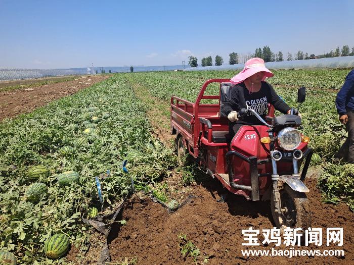 蒜苗丰收季，产地喜讯连连，价格行情看涨！