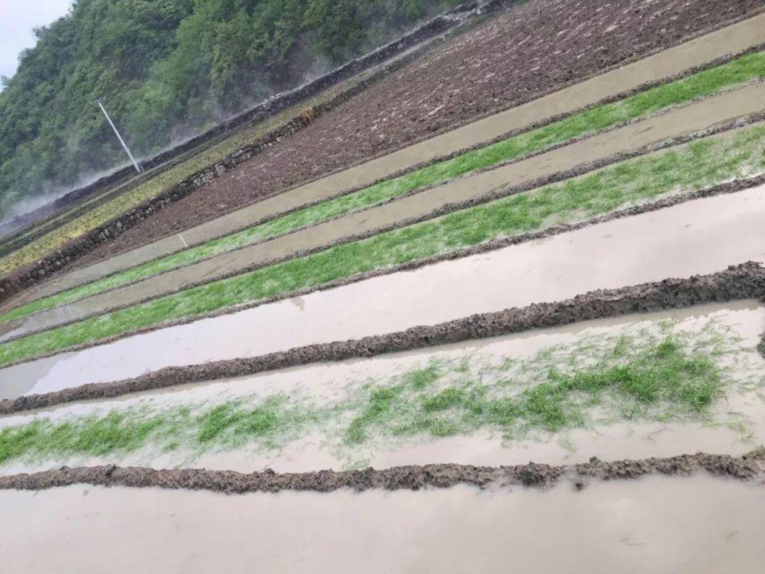 最新出炉！湖北鸡蛋市场价格动态盘点