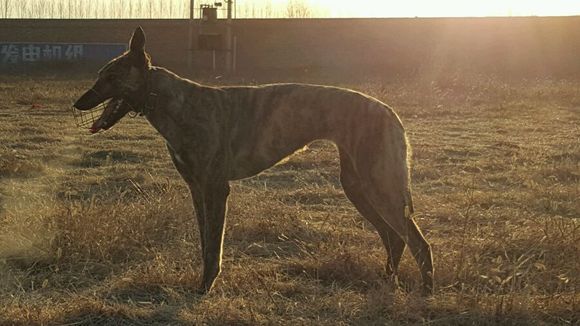 格力犬诺里斯：揭秘其最新繁育计划，传承优良基因风采再现！