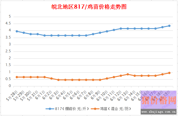 皖北特色麻鸡市场实时价格一览，最新报价信息发布